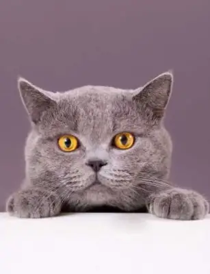 Premium Cat Meals